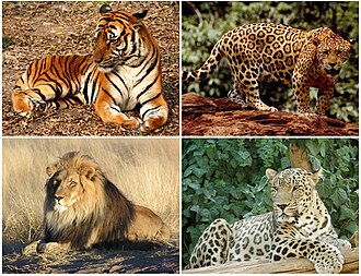 Panthera (organization)